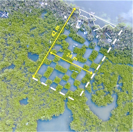 The researchers use experimental plots like this one in Port Aransas, Texas to study how tropical cyclones impact coastal ecosystems. Note the debris, marine wrack, and sediment deposited along the shoreline following Hurricane Harvey's 2017 landfall. R. Glazner, Texas A&M University.