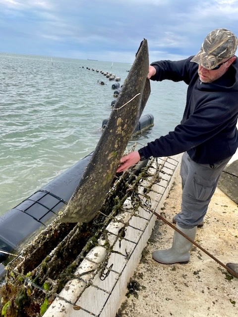 Dr. Hamish Small deploys experimental oysters into the bayside waters of Virginia's Eastern Shore. © VIMS.