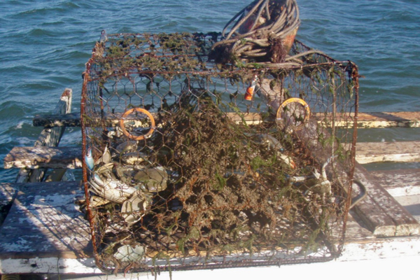 Blue Crabs in Derelict Crab Trap