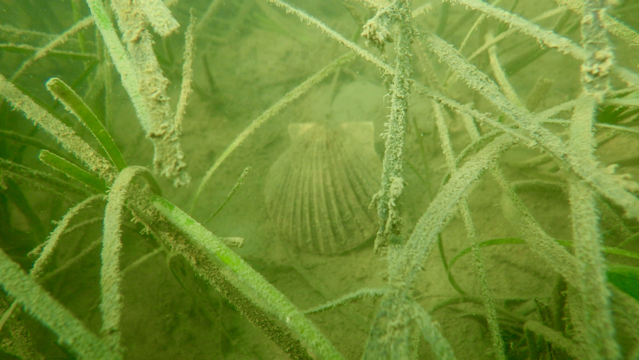 Eelgrass beds help protect bay scallops from predators and strong currents. VIMS photo. 