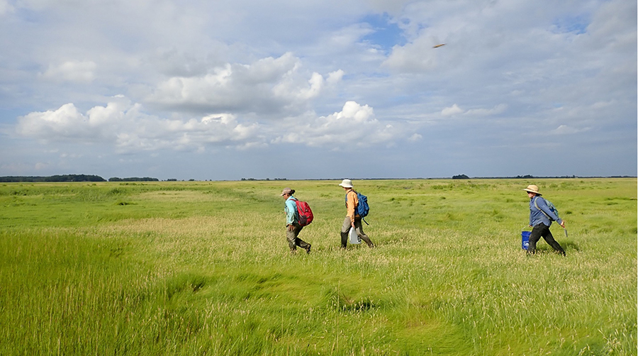 Kayla Martínez-Soto, Emily Goetz, and Leah Scott walk in a salt marsh in northeast Massachusetts.