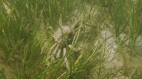 Spidercrab in eelgrass