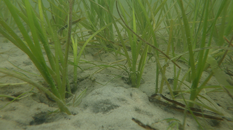 Eelgrass