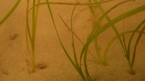 Seagrass