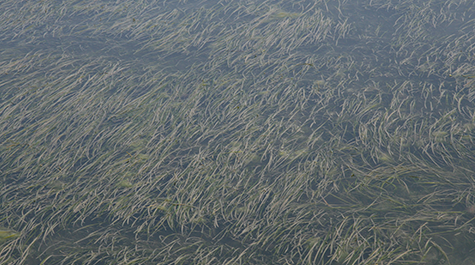 Seagrass