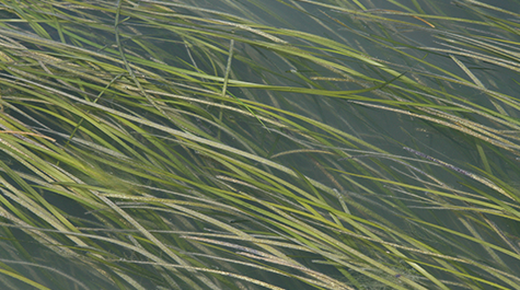 Seagrass