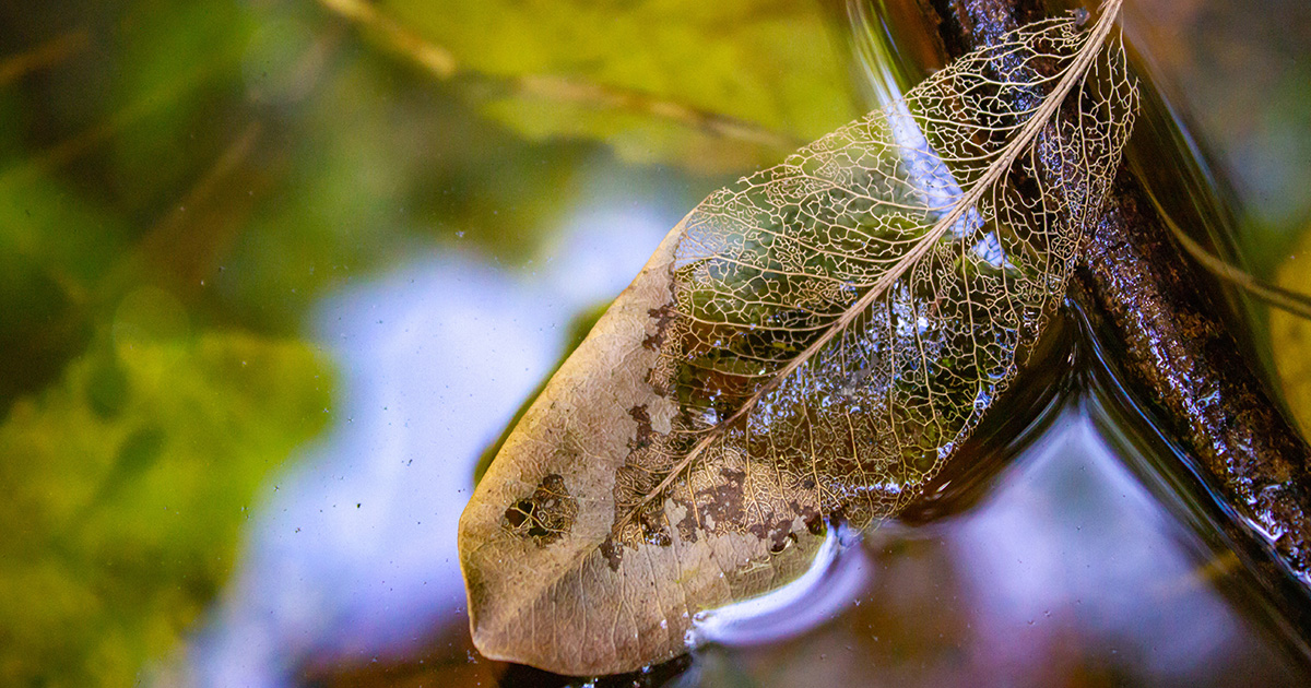 People are increasing decomposition rates in rivers and streams around the world, contributing to increased greenhouse gas emissions. Adobe Stock photo