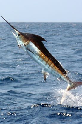 A blue marlin in the Atlantic Ocean off of Venezuela. © J. Graves/VIMS.