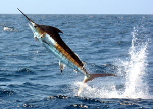 A blue marlin leaps from the Atlantic Ocean near Venezuela. Photo courtesy of John Graves.  