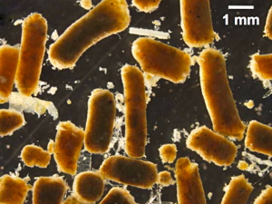 Example of fish fecal pellets analyzed during the study. Image courtesy Dr. Grace Saba, Rutgers IMCS.