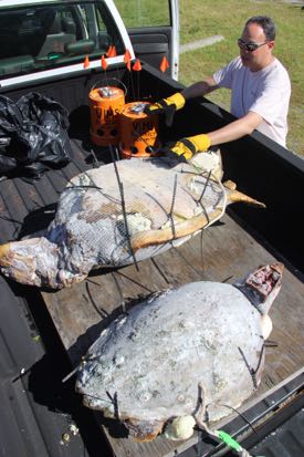 David Kaplan examines the Frankenturtles before their deployment. Also visible are the bucket drifters that more closely follow Bay currents.