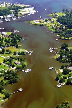 Nutrient-fed algal blooms help fuel oxygen-poor Bay waters. ©W. Vogelbein/VIMS.