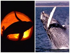 Julia Tesoro's breaching humpback pumpkin is a mirror image of the real thing.