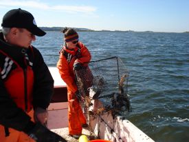 VIMS Professor Jeff Shields and graduate student Anna Coffey pull a crab pot. Photo by Dave Taylor, DFO Newfoundland.