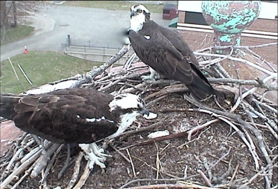 Meet Bridgette (L) and Coleman (R). Image courtesy VIMS OspreyCam.