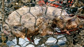 An oyster toadfish trapped within a ghost crab pot pulled from the York River. © K. Havens/VIMS.