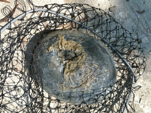 A potato sponge dislodged from the bayfloor by Hurricane Irene. Photo by Michael Moore.