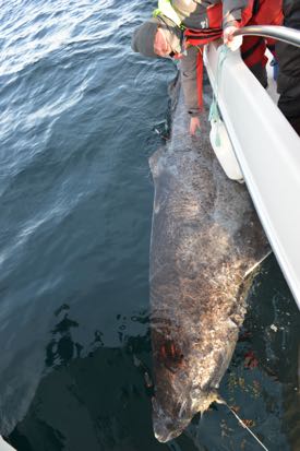 Greenland sharks have been measured at 16-feet long and there are anecdotal accounts of 20-foot animals. ©J. Nielsen.