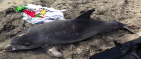 A stranded Bottlenose dolphin on a New Jersey beach. Photo courtesy Marine Mammal Stranding Center.