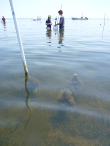 VIMS researchers measure how changing estuarine food webs influence sediment biogeochemistry at the Zostera Experimental Network’s (ZEN) Chesapeake Bay site.