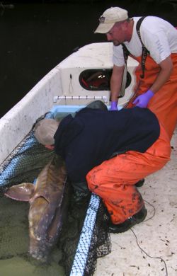 Atlantic sturgeon can grow 14 feet long and weigh more than 600 pounds. Here, VIMS scientists Brian Watkins and Pat McGrath prepare to tag a 6-ft fish from the Pamunkey River. ©Ashleigh Magee.