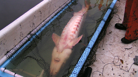 Large Sturgeon
