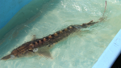 Sturgeon