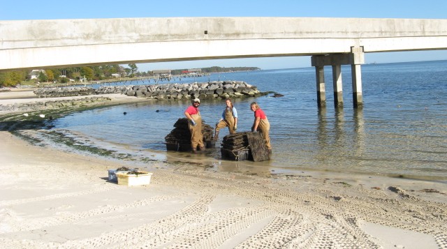 York River Oyster Farm