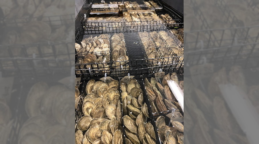 Oyster Broodstock 2020