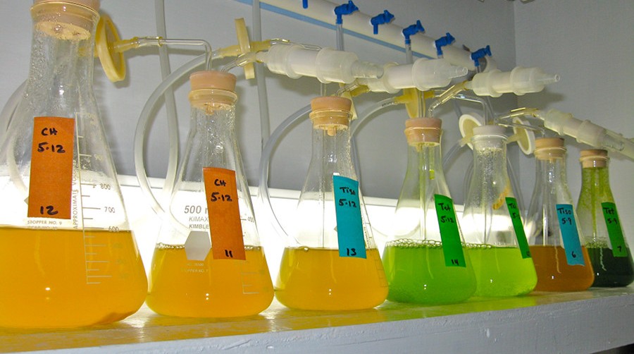 Microalgae Flasks: Food for Oysters