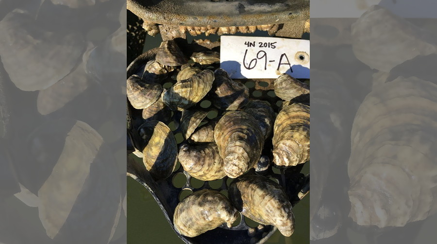 Open Oyster Longline Basket