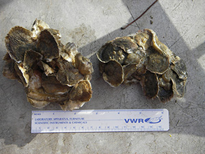 An example of spat on shell.