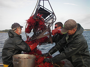 Oyster dredge. Photo by Missy Southworth