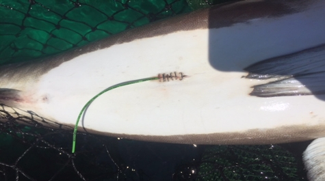 Cobia Surgery Staples