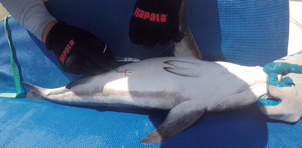 Cobia Surgery Sutures