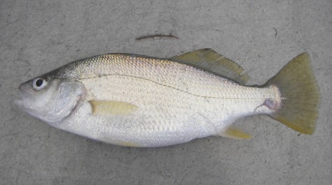 Silver perch