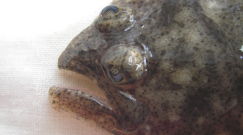 Summer flounder
