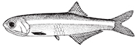 bay anchovy