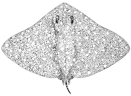 Smooth butterfly ray